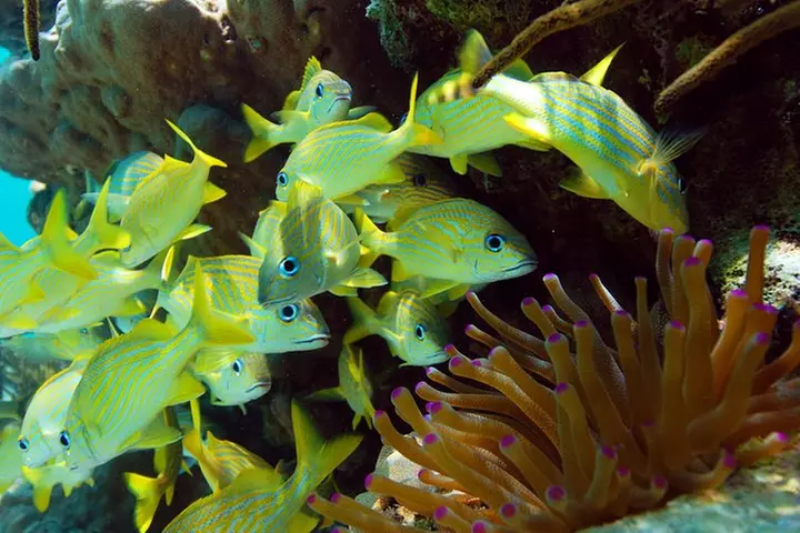 ATV Extreme and Snorkel Combo Tour from Cancun