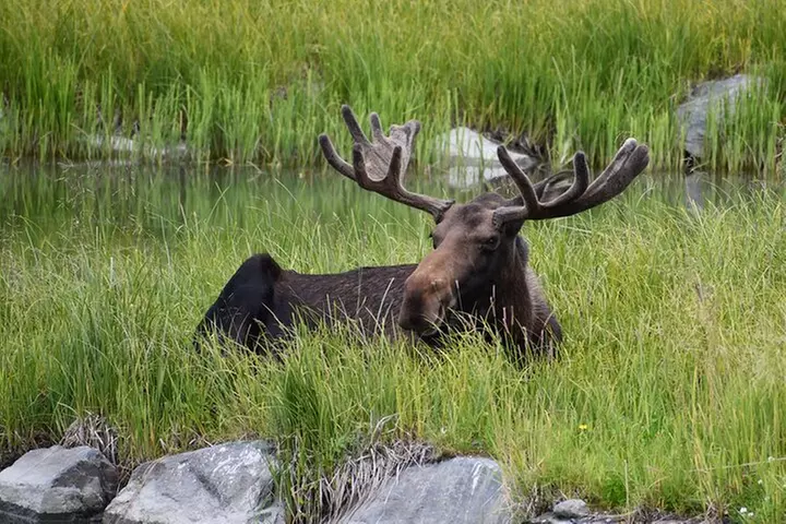 Valley of Glaciers Experience with Portage Glacier Cruise and Wildl...