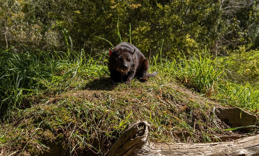 Image 12: Port Arthur, Richmond and Tassie Devils Active Tour from Hobart