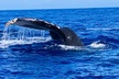 Whale Watching & Late Breakfast Cruise in Honolulu - Second Medium