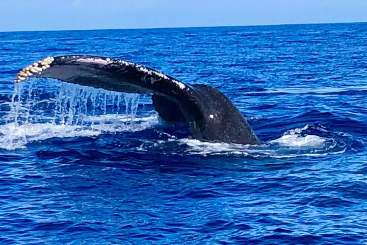 Whale Watching Cruise in Honolulu