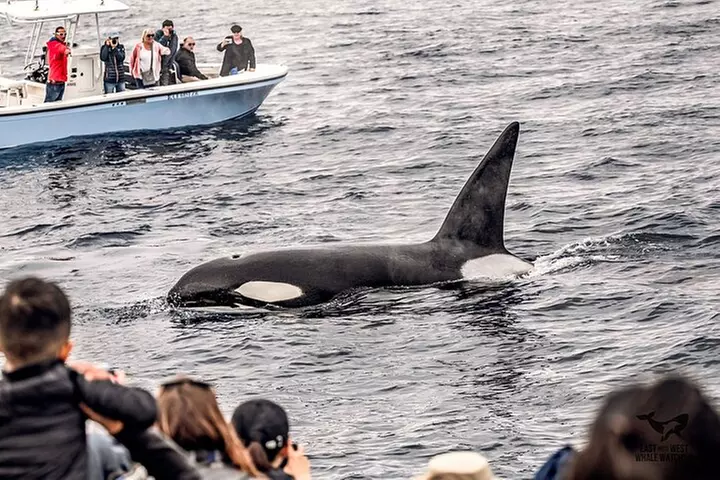 Supreme 2hr Whale/Dolphin Watching Newport Beach, 6 person max