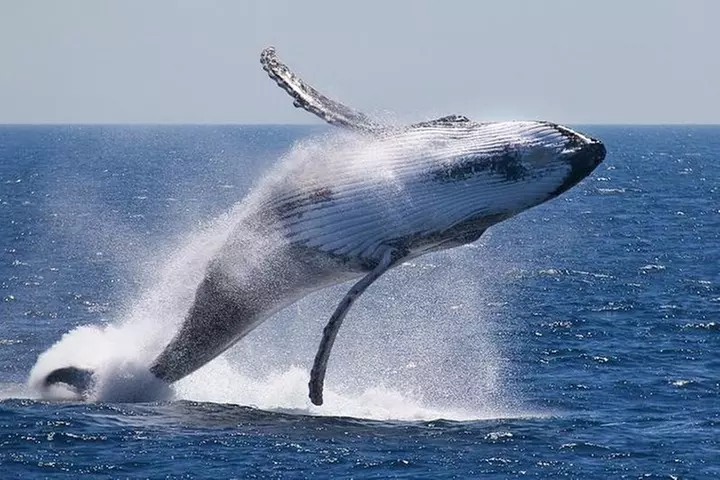 Whale Watching - Second Medium
