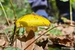 Mushroom Tour from Mexico City - Second Medium