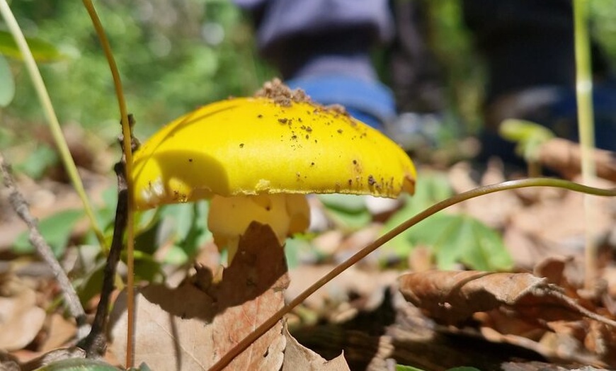 Image 2: Mushroom Tour from Mexico City