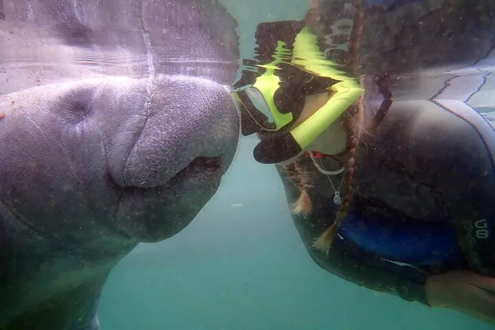 Exclusive Small Group VIP Heated Manatee Snorkel Tour