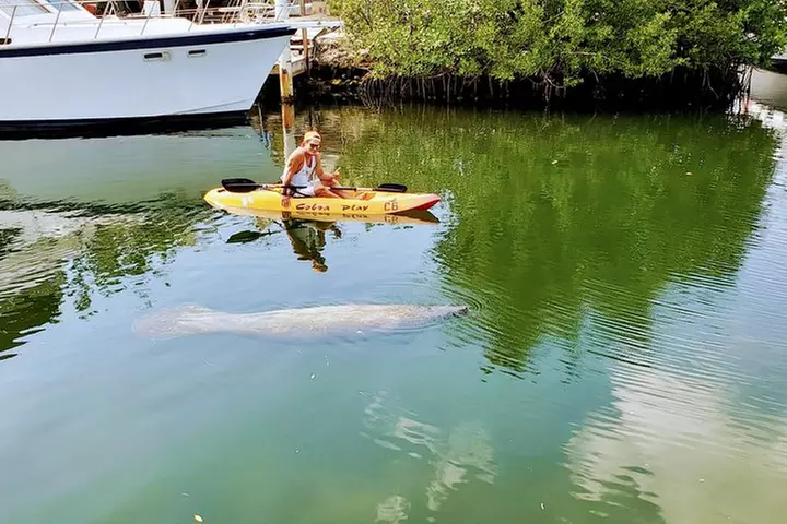 Mangroves and Manatees - Guided Kayak Eco Tour