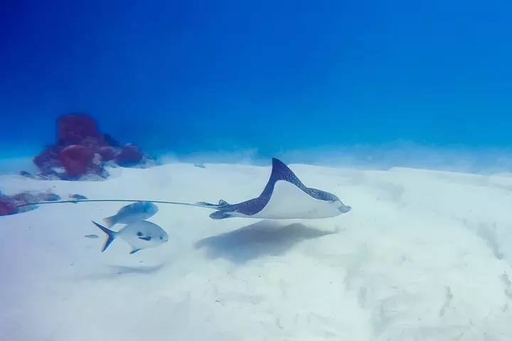 Snorkel with Turtles Gold Coast - Image 7