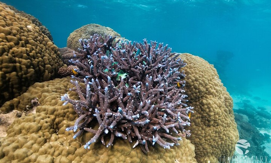 Image 7: Ningaloo Reef Snorkel and Wildlife Adventure