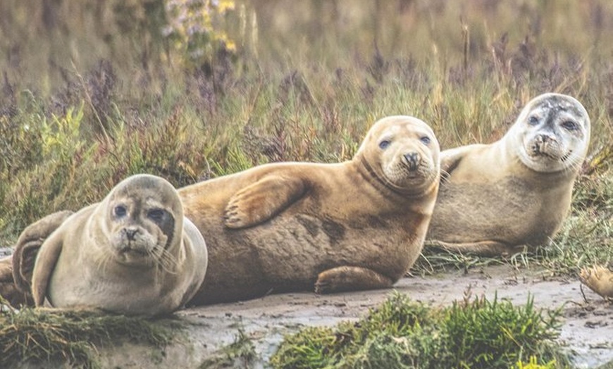 Image 1: Seal watching trip