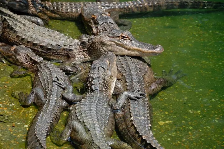 Everglades National Park & Airboat tour with Roundtrip Transfer - Primary Image