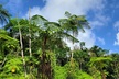 El Yunque Rainforest and Luquillo Kiosk Day Trip - Second Medium