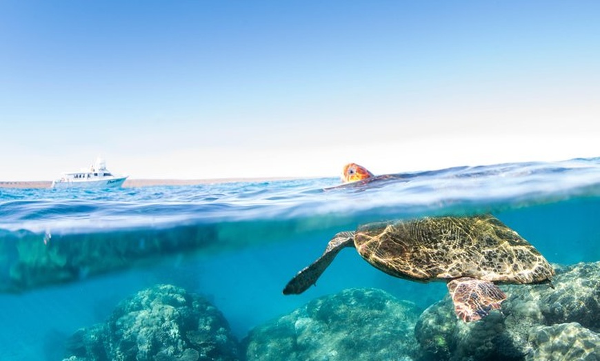 Image 11: Swim with Whale Sharks in the Ningaloo Reef: 3 Island Shark Dive