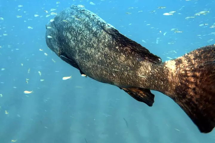 Wreck and Bridge Span Dive for Certified Divers