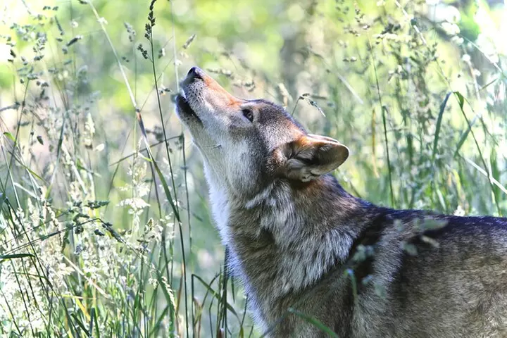 Wolf Experience
