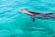 Premium Non-Private 3 Hour Crab Island and Eco Tour with Bathroom - Second Medium