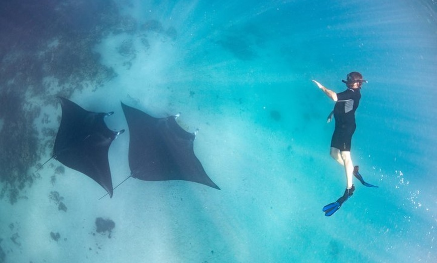 Image 2: Marine Eco Safari - Swim with Manta Rays