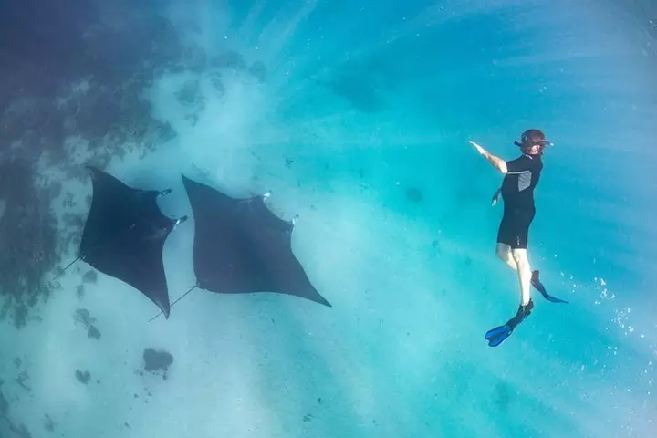 Marine Eco Safari - Swim with Manta Rays