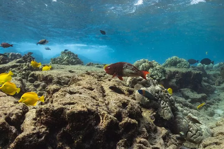 Private Kealakekua Bay Snorkel with Dolphin Watch