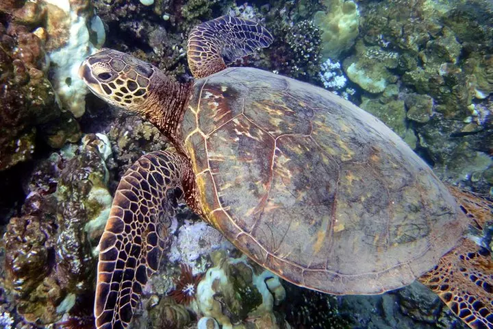 Kayak and Snorkel in West Maui at Olowalu