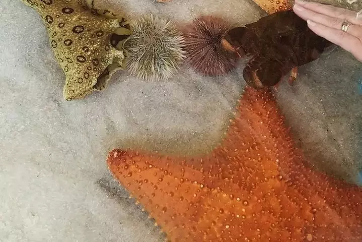 Full-Day Tour of Florida Keys Including Aquarium Encounters from Ke...