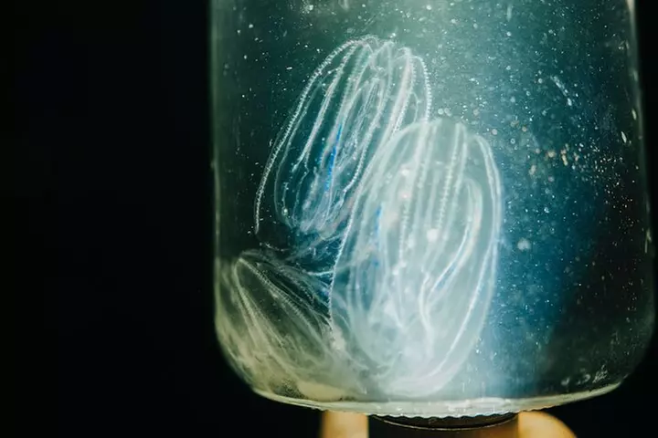 LED Bio Comb Jelly Clear Bottom Kayak or Paddleboard Tour!