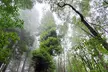 Private Redwood Forest Hiking Tour - Second Medium