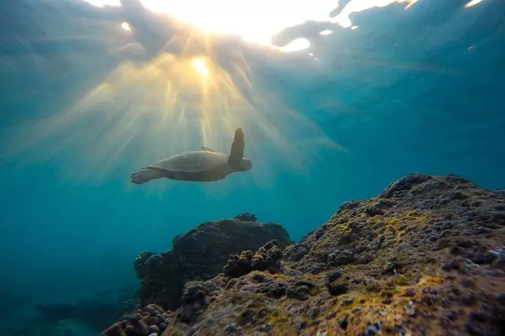Snorkeling Adventure in La Jolla