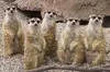 Sacramento Zoo General Admission Ticket