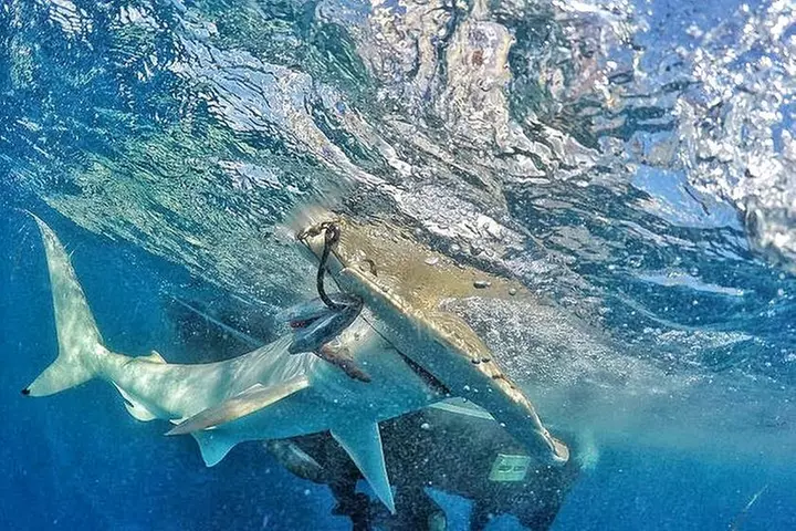 Miami Big Game Deep Sea Fishing Charter