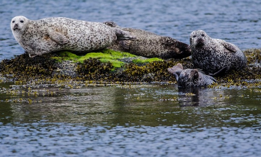 Image 3: Marine Wildlife Tour through Gulf of Corryvreckan