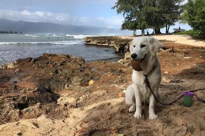 Group Surf Lessons for beginners on the North Shore of Oahu