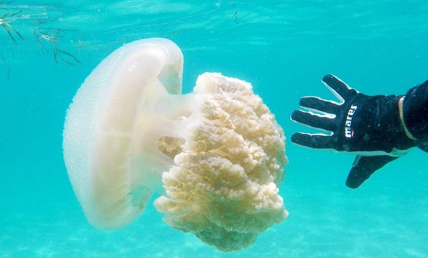 Image 23: Wave Break Island Snorkel Tour on the Gold Coast