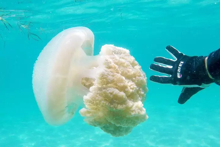 Wave Break Island Scuba Diving on the Gold Coast