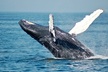 Favorite Maui Whale Watch! (2 Hour Tour! Ma'alaea Harbor, Maui) - Second Medium