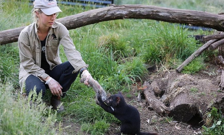 Image 7: After Dark Tasmanian Devil Feeding Tour at Cradle Mountain