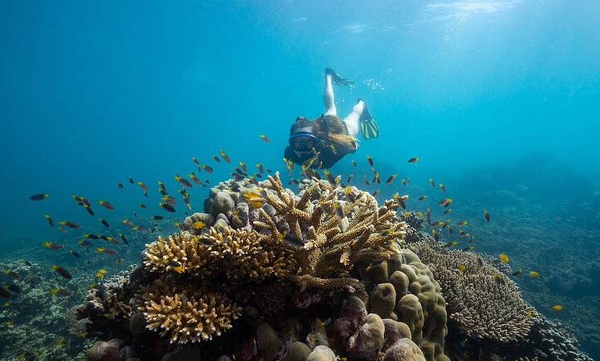 Image 5: Full-Day Cruise Tour to Frankland Islands Great Barrier Reef