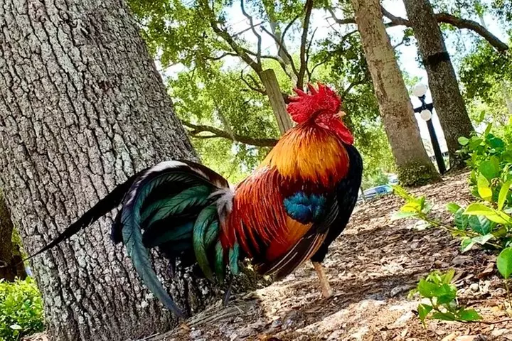 Tampa Walking Food Tour with Secret Food Tours