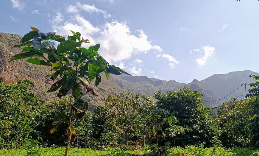 Image 3: Explora el Café de Gran Canaria en Finca Los Castaños