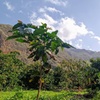 Image 3: Explora el Café de Gran Canaria en Finca Los Castaños