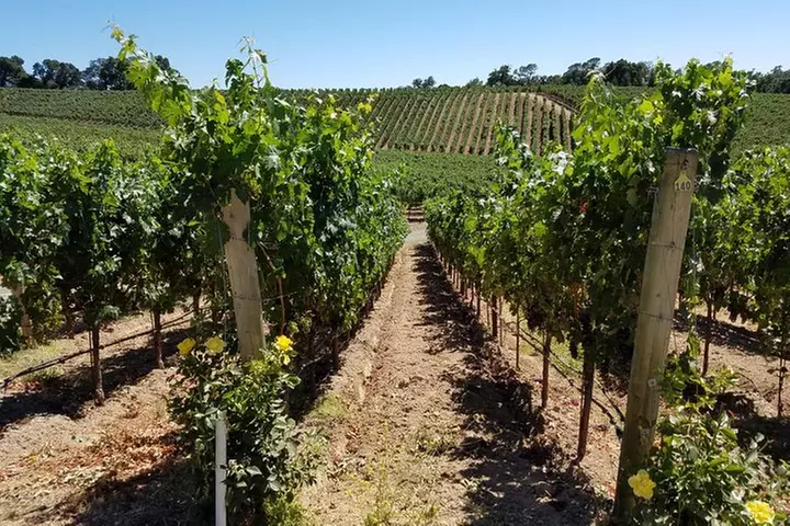 6 Hour Private Wine Country Tour (Sedan, SUV or Limo)