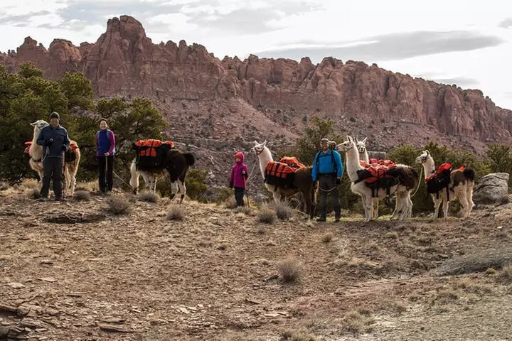 1-Hour Llama Hike Family Friendly and Fun