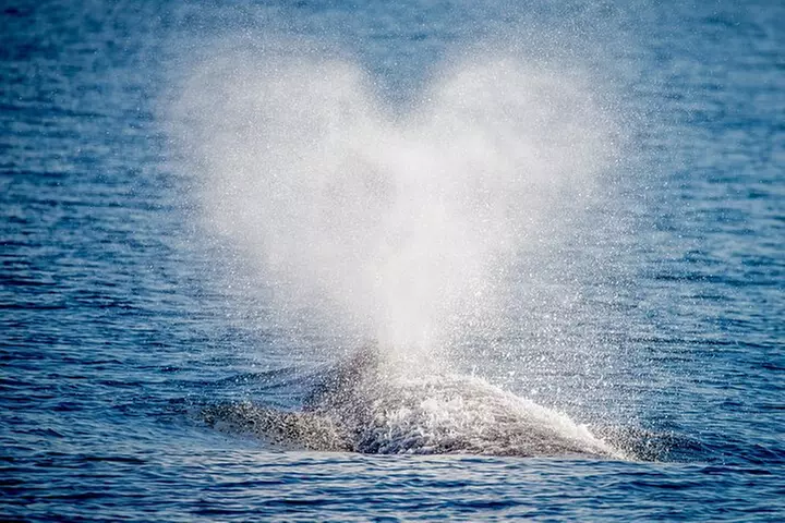 Guided Whale Watching Tour from Long Beach