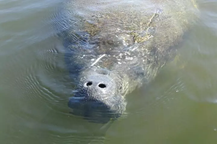 Guided Dolphin Eco Tour by Kayak & SUP - Fort Myers Beach, FL