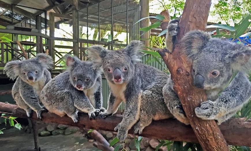 Image 8: Grand Kuranda including Skyrail and Kuranda Scenic Railway