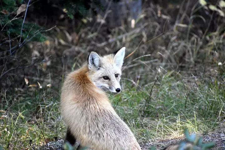 Roam Summer Safari Tour Out of West Yellowstone - Primary Image