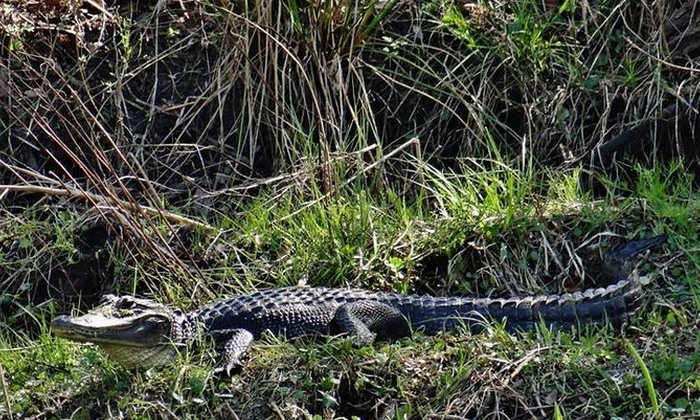 jean lafitte swamp tour groupon