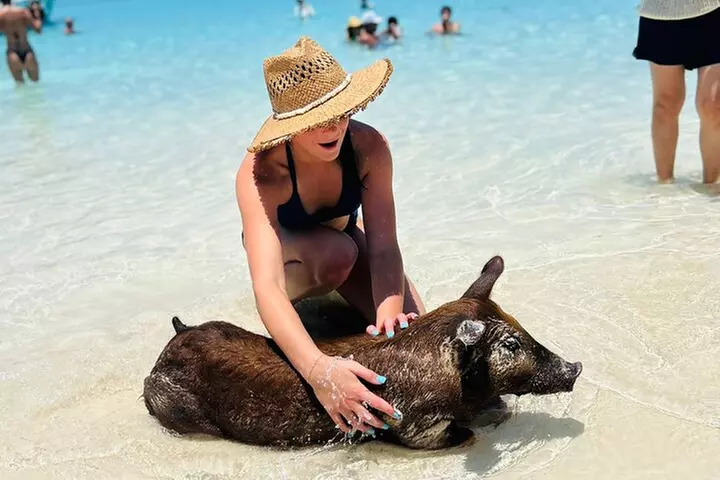 Half Day - Pigs, Turtles, Snorkel & Lunch - Primary Image