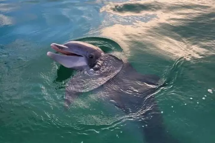 Private 2-Hour Dolphin and Sightseeing Tour