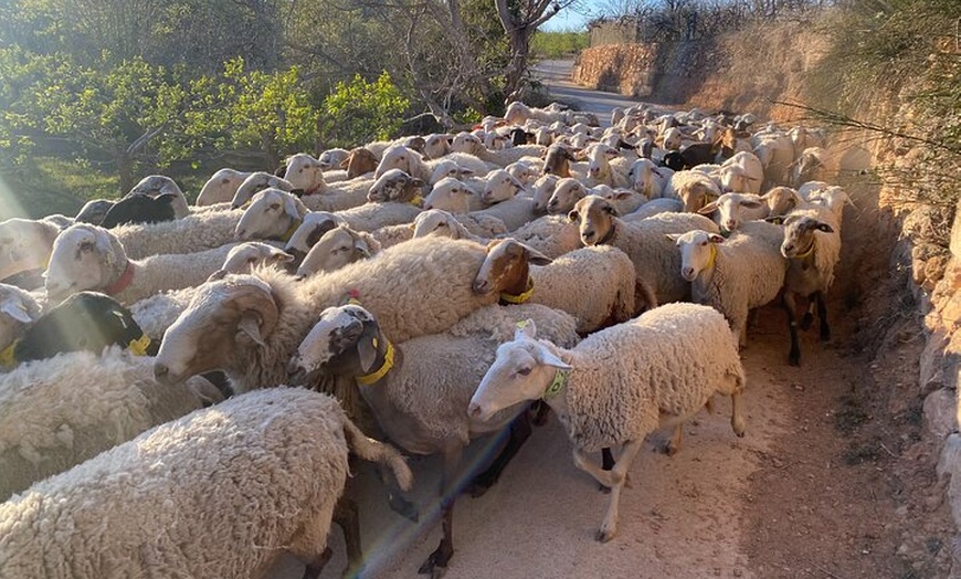 Image 42: Visita Teatro Castillo de Sagunto Vino Romano de Valencia